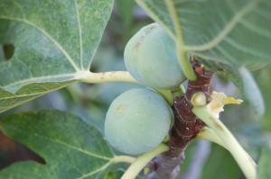 Ficus carica fruit (22/08/2011, Athens, Greece)