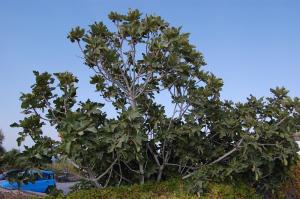 Ficus carica (28/08/2011, Thira, Greece)