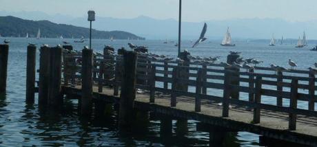 Gulls at the Starnbegrer See