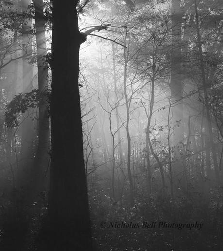 An amazing Etsy artist - the evocative nature photography of Nicholas Bell