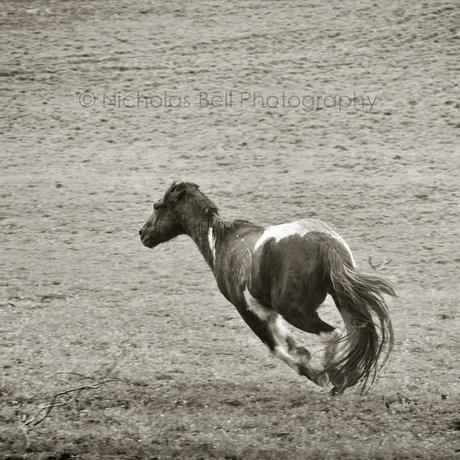 An amazing Etsy artist - the evocative nature photography of Nicholas Bell