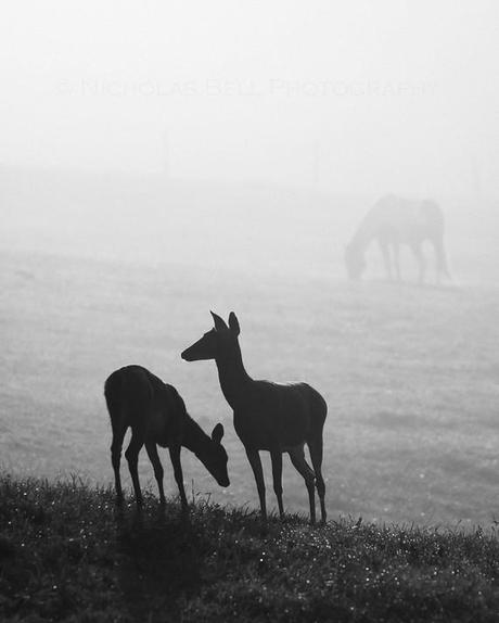 An amazing Etsy artist - the evocative nature photography of Nicholas Bell