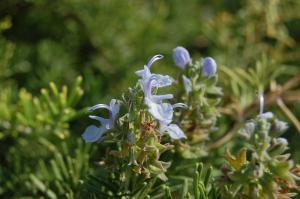 Rosmarinus officinalis flower (02/09/2011, Koufonisi, Greece)