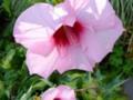 Pink giant Hibiscus plant bright red center (Hibiscus moscheutos)