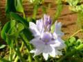 Water Hyacinth blossom pond plant (Eichhornia crassipes)