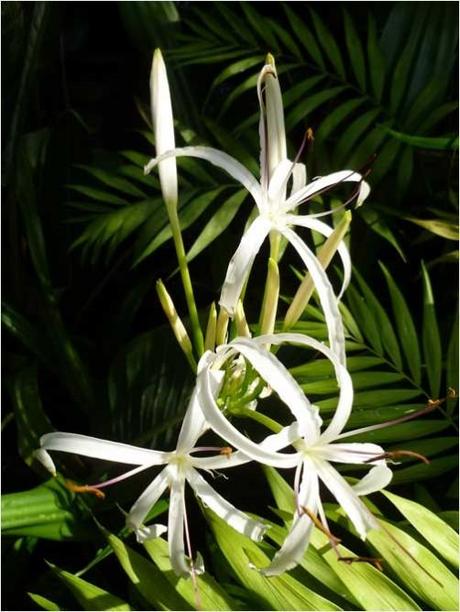 Grand Crinum Lily thin white petals (Crinum asiaticum)
