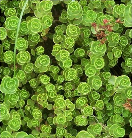 Sedum or succulent plant with lush rounded leaves