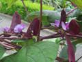 Hyacinth Bean (Lablab Purpureus) Flowers Purple Seed Pods