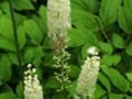 White Tufted Floral Bouquet: Black Cohosh Flower