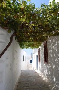 Vitis vinifera shading (03/09/2011, Amorgos, Greece)