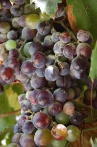 Vitis vinifera fruit (03/09/2011, Amorgos, Greece)