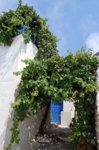 Vitis vinifera (03/09/2011, Amorgos, Greece)