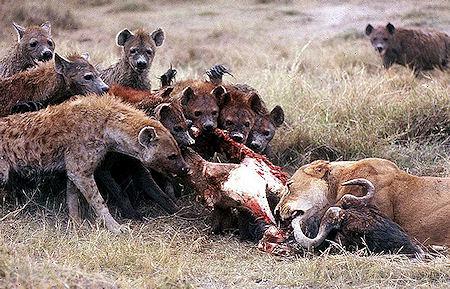 Lions Vs Hyenas - A Long-Running, Pleistocene Rivalry