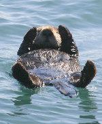 SeaOtter