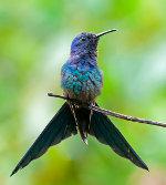 Swallow-Tailed Hummingbirds