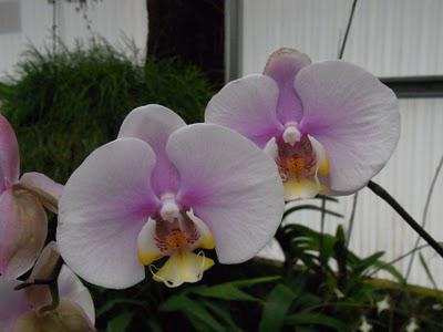 Orchid hunting