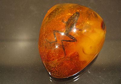 Amazing Creatures Preserved In Amber