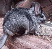 Chinchilla Chinchilla
