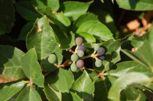 Parthenocissus quinquefolia fruit (03/09/2011, Rhodes, Greece)