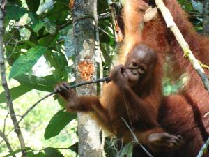 Orangutan Watching in Borneo
