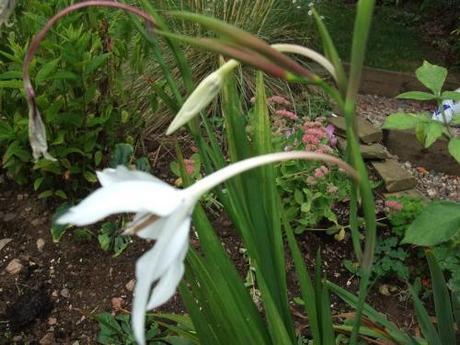 Plant of the Moment: Gladiolus callianthus