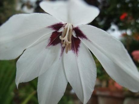 Plant of the Moment: Gladiolus callianthus