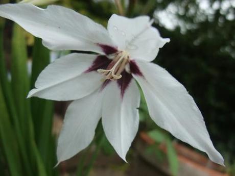 Plant of the Moment: Gladiolus callianthus