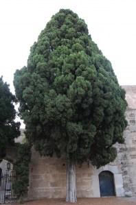 Cupressus sempervirens (05/09/2011, Rhodes, Greece)