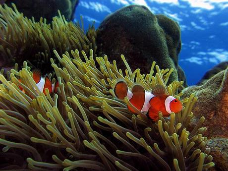  clownfish on the great barrier reef
