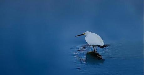 PHOTOGRAPHING THE COLOR BLUE..MAGNIFICENT MONDAY