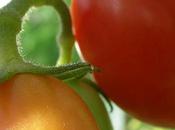 Tomato Tasting