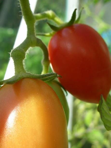 Tomato tasting