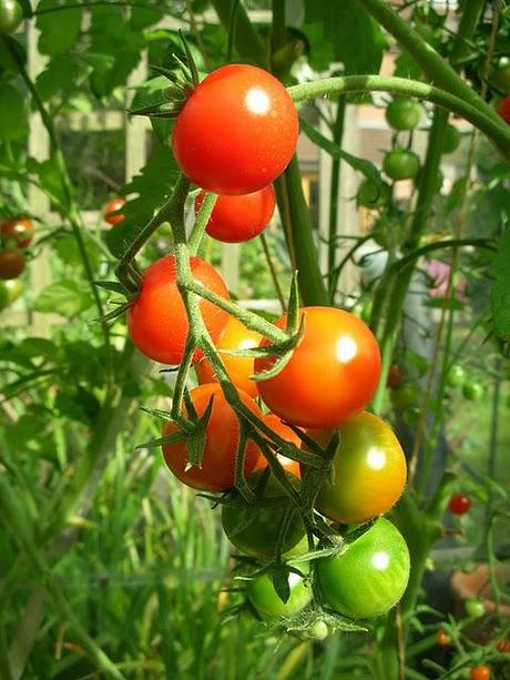 Tomato tasting