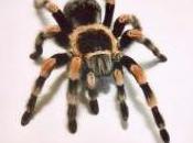 Featured Animal: Knee Tarantula