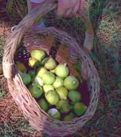 Blue Crab, Figs, and Earthquakes, Oh My!