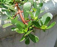 Purslane, thou art Mine Enemy...or Are You?