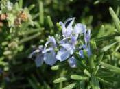 Plant Week: Rosmarinus Officinalis ‘Prostratus’