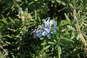 Rosmarinus officinalis 'Prostratus' flower (02/09/2011, Koufonisi, Greece)