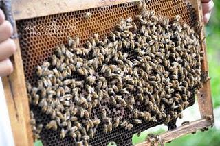 Bohol Bee Farm Tour: A Day in The Life of a Bee