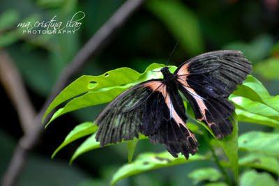 Bohol Butterfly Sanctuary: Protecting Nature's Little Wonders