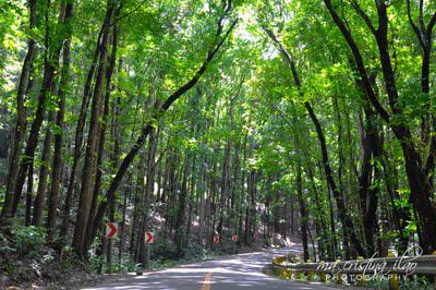 Bilar Man-made Forest: Sheer Heaven on Earth