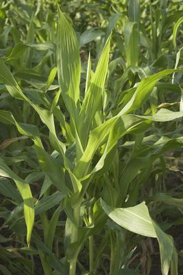 corn1 Biomass as Alternative Energy Source