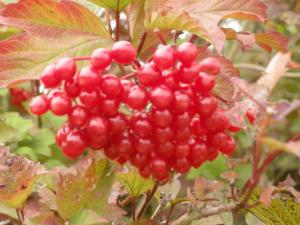 Viburnum opulus berries (08/09/2011, Cambridge)