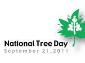 National Tree International Year Forests