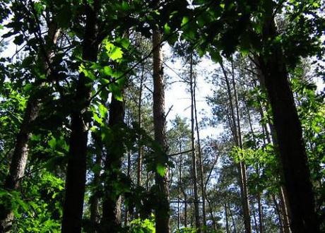 Forest Boy: Hero or hapless?