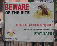 Fight Against Dengue Enlists Genetic Engineers
