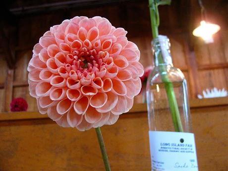 Dahlias-from-the-Long-Island-Fair-at-Old-Bethpage-Village-Restoration