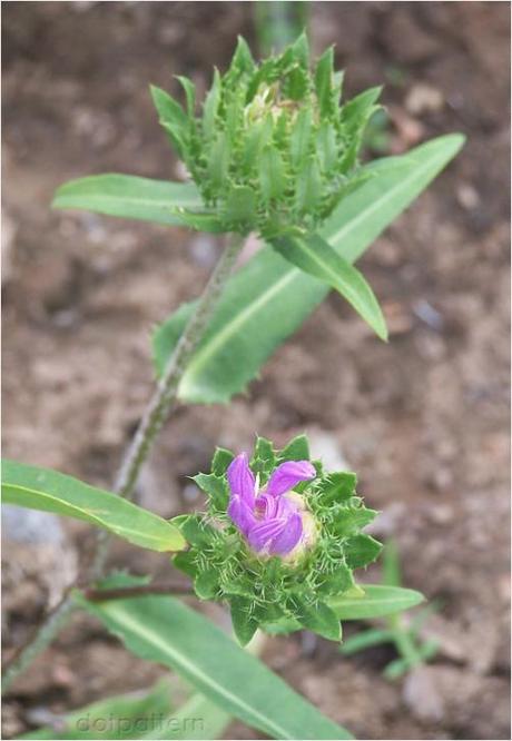 Spiny Norman flower buds