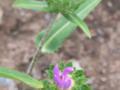 Spiny Norman Flower Buds