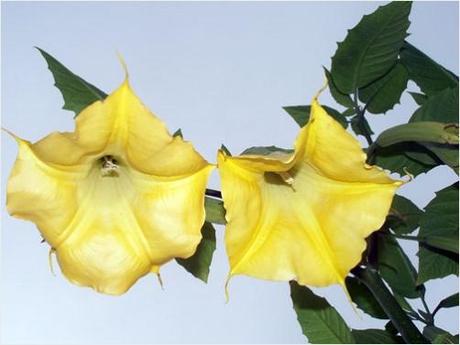 Yellow Angels Trumpet flowers Brugmansia